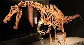 Fóssil de dinossauro do patrimônio paleontológico brasileiro estava fora há 30 anos