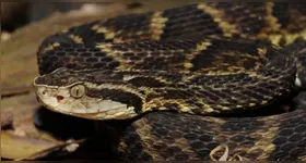 A cobra atacou a idosa de 92 anos dentro de uma fazenda, em Soure