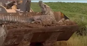O animal sendo transportado na pá carregadeira chamou atenção