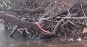A cor diferente da cobra chamou atenção do pescador e dos internautas
