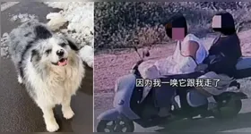 Cão com 1,5 milhão de seguidores foi sequestrado e acabou virando refeição em restaurante na China