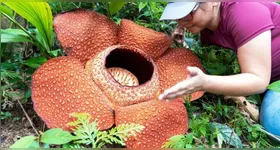 A flor chama mais atenção pelo nome do que pelo odor desagradável que exala