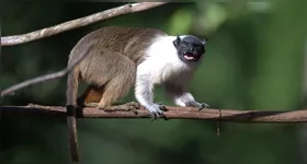 O BioParque Vale Amazônia, fica em Carajás, Região Sudeste do Pará.