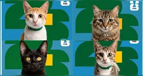 Campanha de doação de gatos