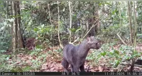 Jaguarundi é registrado pela primeira vez na Estação Ecológica do Grão-Pará durante monitoramento da fauna na Amazônia.
