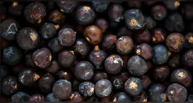 Projeto reconhece a importância dos trabalhadores responsáveis pela colheita, despolpa e preparo do açaí, atividade essencial para milhares de famílias amazônicas.