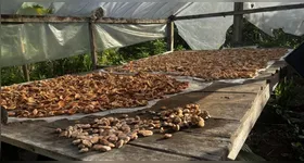 Farinha do mesocarpo de babaçu, antes descartada, foi transformada em ingrediente proteico por meio de tecnologia de fermentação desenvolvida com participação de comunidades da Amazônia.