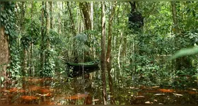 Ação promove o plantio de 400 mudas para recuperar a mata ciliar e fortalecer a preservação ambiental na Ilha de Cotijuba.