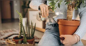 Plantas resistentes são ideais para quem busca praticidade e mais verde dentro de casa