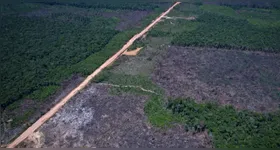 Segundo o Imazon, a Amazônia registrou 1.145 quilômetros quadrados de floresta derrubada entre janeiro e junho de 2026, resultado 10% menor que o do mesmo período do ano passado.