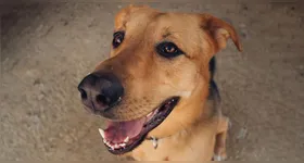 Comemorado em 31 de julho, o Dia do Vira-Lata celebra os cães sem raça definida (SRD), que continuam sendo os preferidos dos brasileiros.