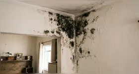 Além de comprometer a aparência dos ambientes e causar odores desagradáveis, o mofo pode provocar crises alérgicas e agravar doenças respiratórias.