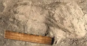 Pegadas fossilizadas de 1,4 milhão de anos encontradas no Lago Turkana, no Quênia, revelam que o Paranthropus boisei tinha porte físico maior do que o estimado.