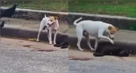 O cachorro afastou urubus que se aproximavam da carcaça do amigo sem vida.