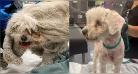 A publicação com o caso de Pablo acumulou milhares de visualizações e centenas de comentários de pessoas emocionadas com o antes e o depois do cãozinho.