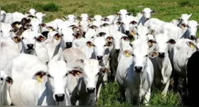 O reconhecimento da China amplia as oportunidades para as exportações brasileiras de carnes bovina e suína, consolidando a confiança no sistema sanitário do país.