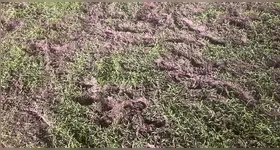 Gramado terminou neste estado após a partida contra o Botafogo-PB