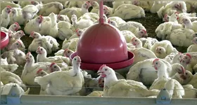 Desde a confirmação, equipes atuam na contenção e monitoramento da ocorrência, com interdição da área afetada, saneamento da propriedade e reforço das ações de vigilância sanitária e investigação epidemiológica na região.