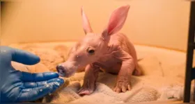 O animal nasceu em um zoológico do Reino Unido e representa um registro raríssimo para a instituição.