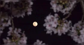 O nome “Lua das Flores” é utilizado porque a lua cheia de maio ocorre durante a primavera no Hemisfério Norte, período associado ao desabrochar das flores