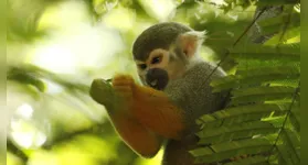 Parque orienta visitantes a não oferecer alimentos e destaca riscos à saúde dos animais e à segurança do público