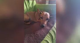 Pingo, um cão da raça Pinscher, de sete anos