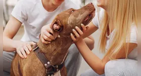 A nova Lei nº 15.392/2026 estabelece regras para a guarda compartilhada de animais de estimação no Brasil. Entenda como funciona e suas implicações.