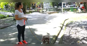 Descubra como proteger seu pet do calor do verão amazônico
