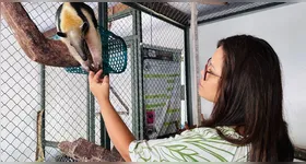 Imagem ilustrativa da notícia Seminário na Ufra discute proteção e manejo da fauna silvestre