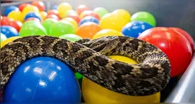 Jararaca encontrada em piscina de bolinhas gera alerta; saiba o que fazer em caso de picada.