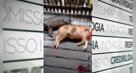 Porcos de uma propriedade foram encontrados mortos