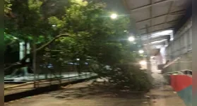 Segundo informações preliminares, a árvore teria se partido de forma natural
