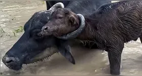 Filhote ficou perigosamente preso no chifre de um búfalo adulto e precisou de ajuda humana para ser salvo.