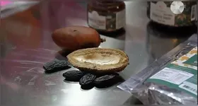 Imagem ilustrativa da notícia Bioeconomia da Amazônia é destaque no novo episódio do DOLCast