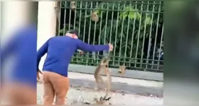 Vídeo de pessoas alimentando macacos no Bosque Rodrigues Alves, em Belém, viraliza e acende alerta sobre riscos de doenças, acidentes e mudanças no comportamento dos primatas.