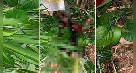 A mulher trans foi encontrada sem vida numa área de mata em Moju