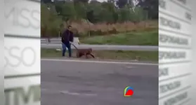 Imagens mostram uma onça-parda sendo arrastada pelo rabo em rodovia no interior de São Paulo.
