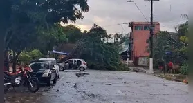 A chuva não foi tão forte, mas provocou vendaval que derrubou árvores