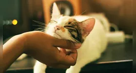 Entre os donos de gatos surgiu um resultado que chamou a atenção dos pesquisadores.