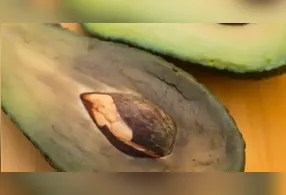 A casca do abacate pode ganhar diversas utilidades após o consumo da fruta.