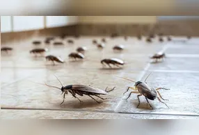 Não deixe restos de comida exposto, mantenha lixeiras fechadas e limpe áreas que acumulam resíduos.