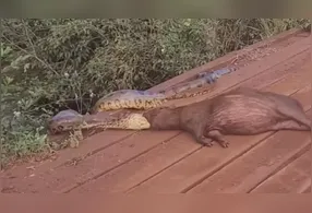 O registro foi feito na tarde de quinta-feira (23) por um internauta que trafegava por uma estrada vicinal que corta uma propriedade.