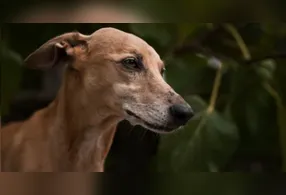 Os restos ósseos do cachorro estavam em um sítio arqueológico em Pinarbasi, na atual Turquia.