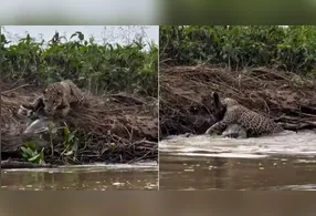 Onça conseguiu abocanhar o jacaré à beira do rio no Pantanal