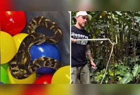 O médico veterinário Celso Gatti, especialista em animais silvestres e responsável pelo refúgio autorizado para fauna silvestre situado em Ribeirão Pires "Reserva RP" foi chamado para atender a ocorrência.