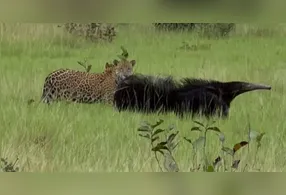Jornalista registra confronto incomum entre os animais.