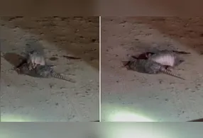 Registro chamou a atenção dos internautas pela tentativa de ajuda entre os animais.