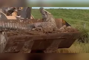 O animal sendo transportado na pá carregadeira chamou atenção