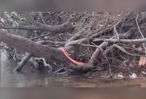 A cor diferente da cobra chamou atenção do pescador e dos internautas