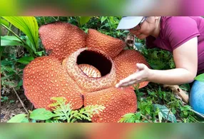 A flor chama mais atenção pelo nome do que pelo odor desagradável que exala